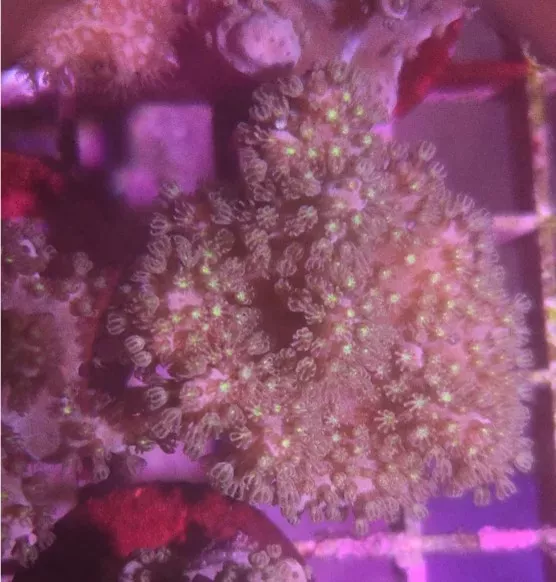 Green polyp Pink Sinularia