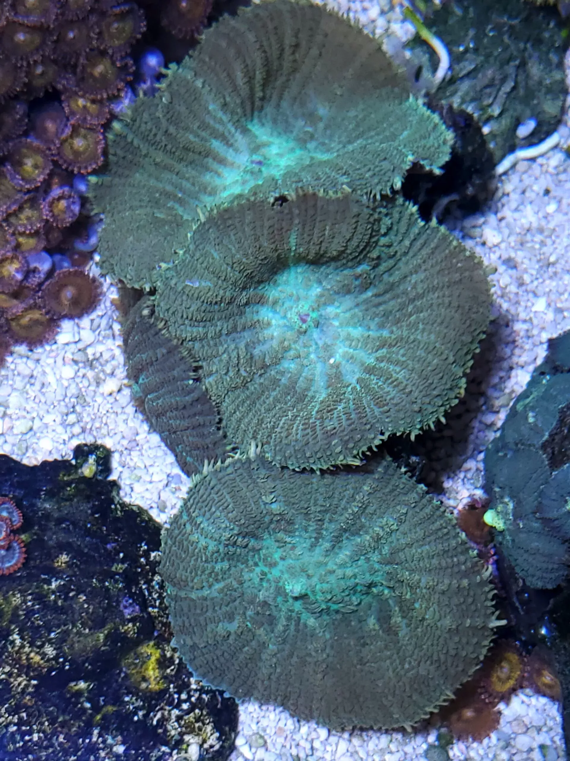Green Rhodactis