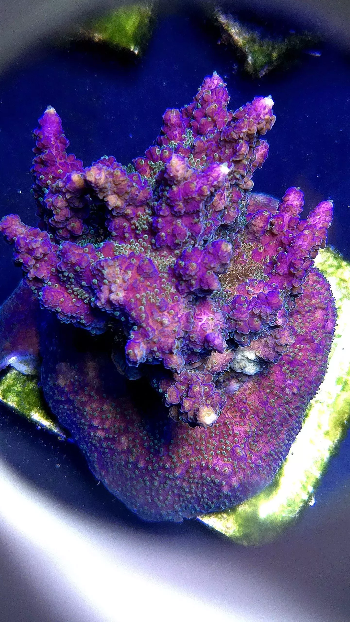 Greg Hiller Purple Tip Acro