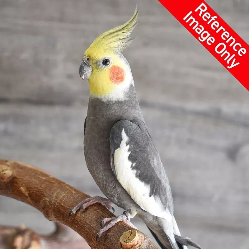Hand Fed Cockatiel / Mutation – Nymphicus hollandicus