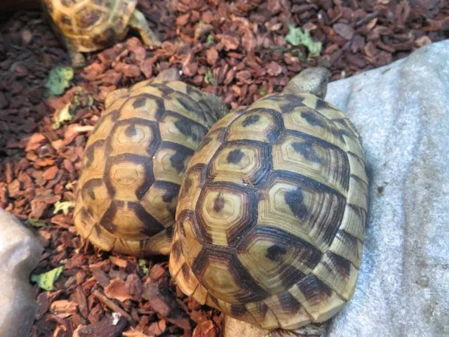 Hermann's Tortoise Juvenile