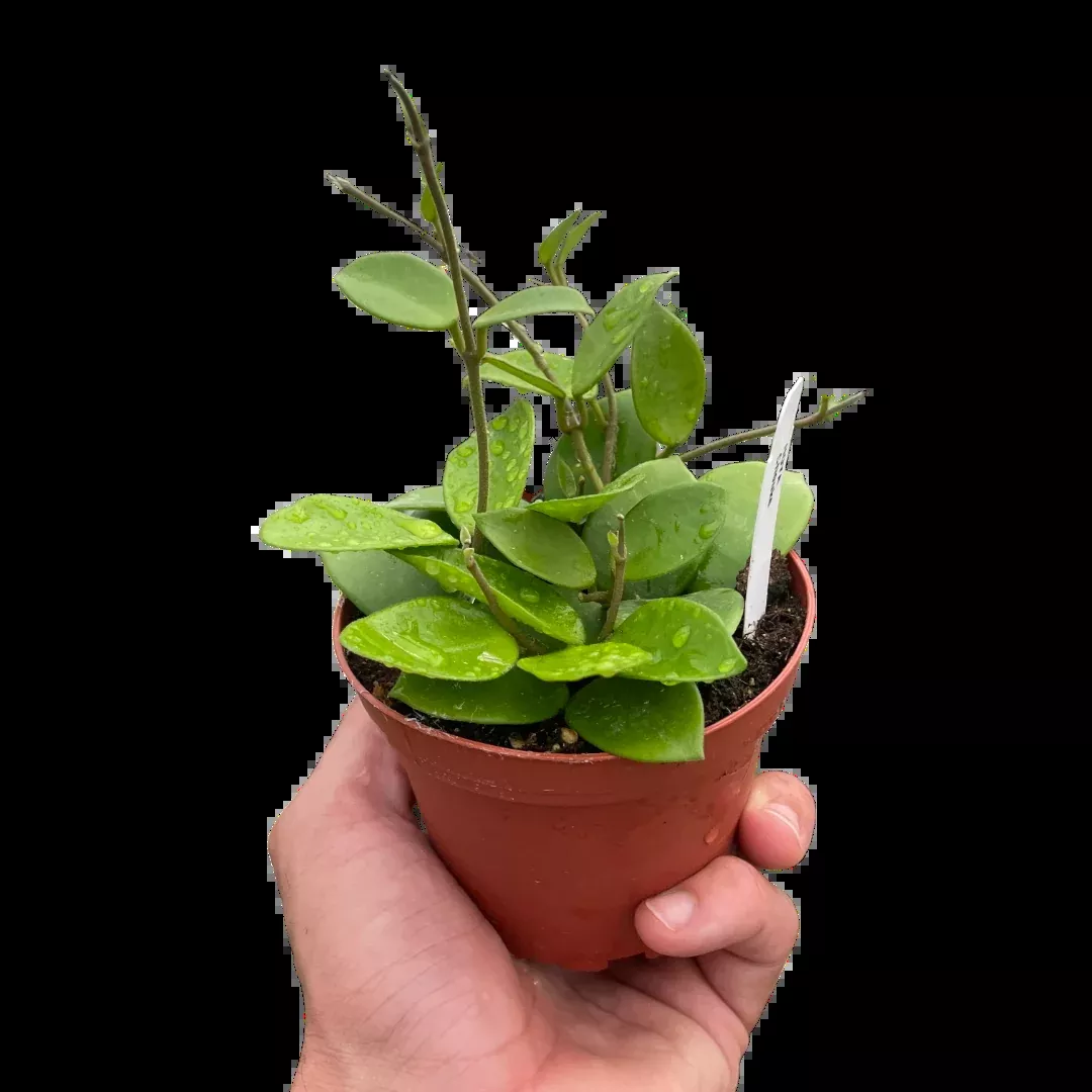 Hoya Bilobata