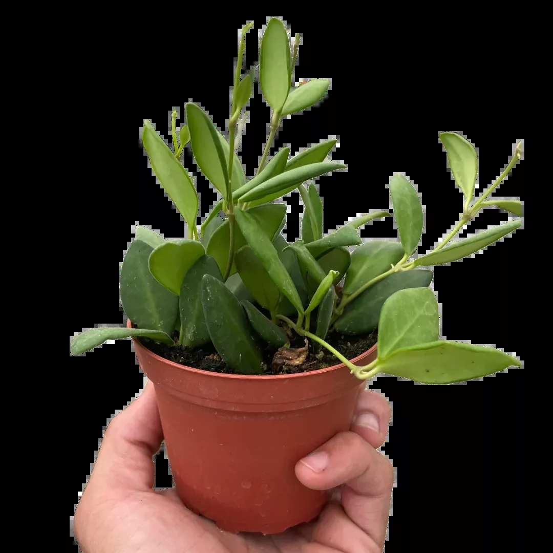 Hoya Chouke