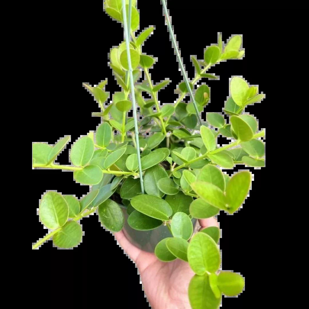Hoya Cumingiana