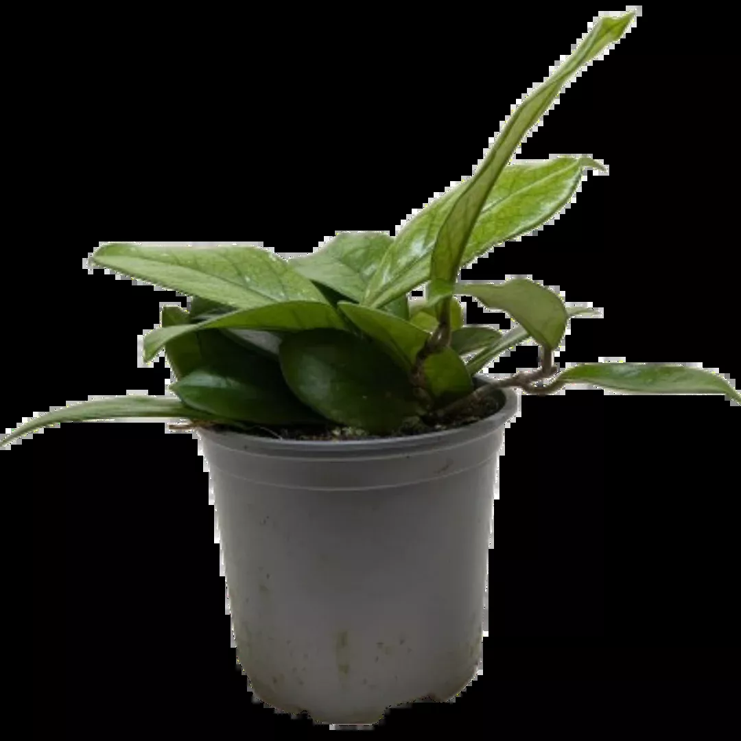 Hoya Fungii