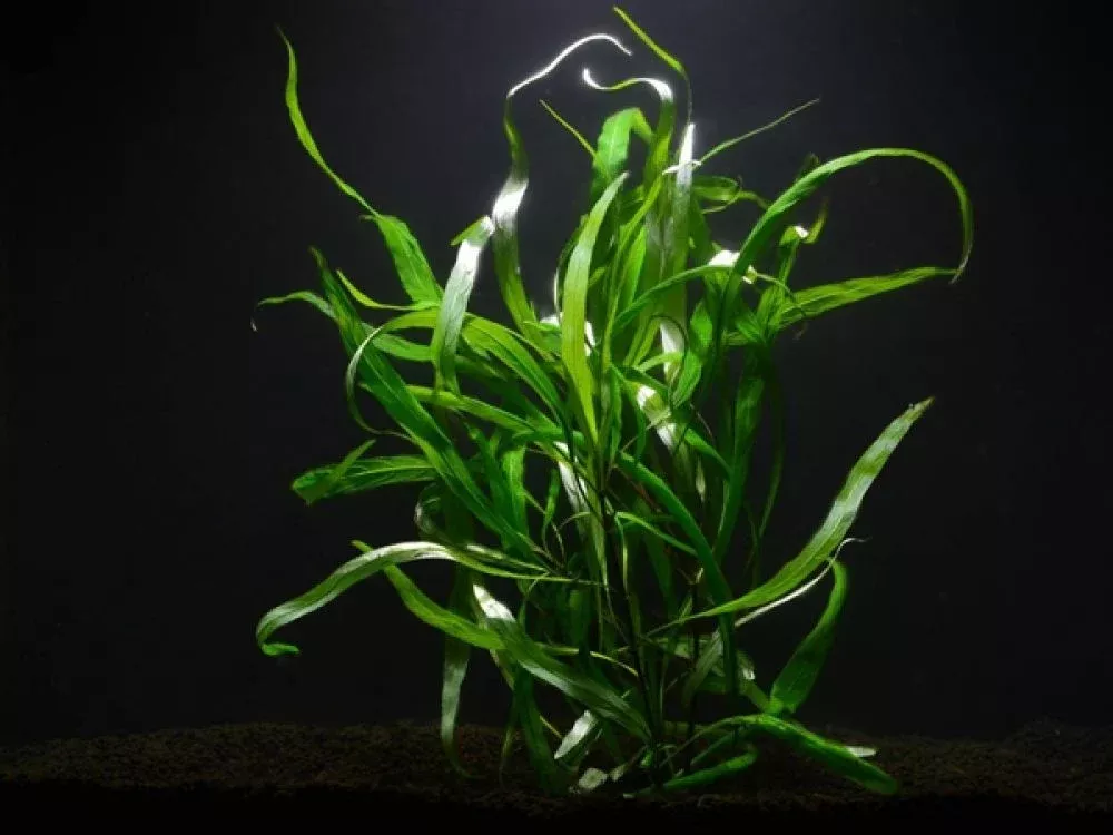 Hygrophila Costata