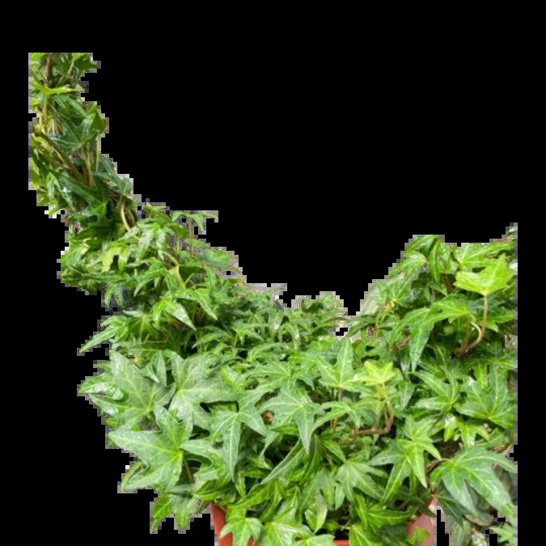 Ivy Green Topiary Heart