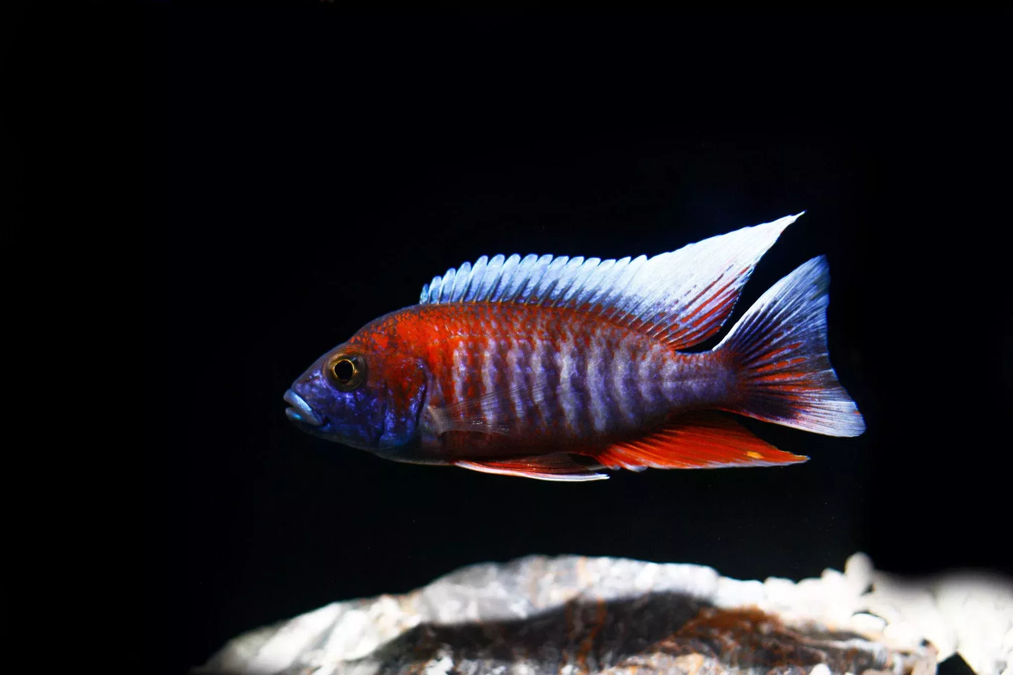 Jacobfreiberi Otter Point Cichlid LG