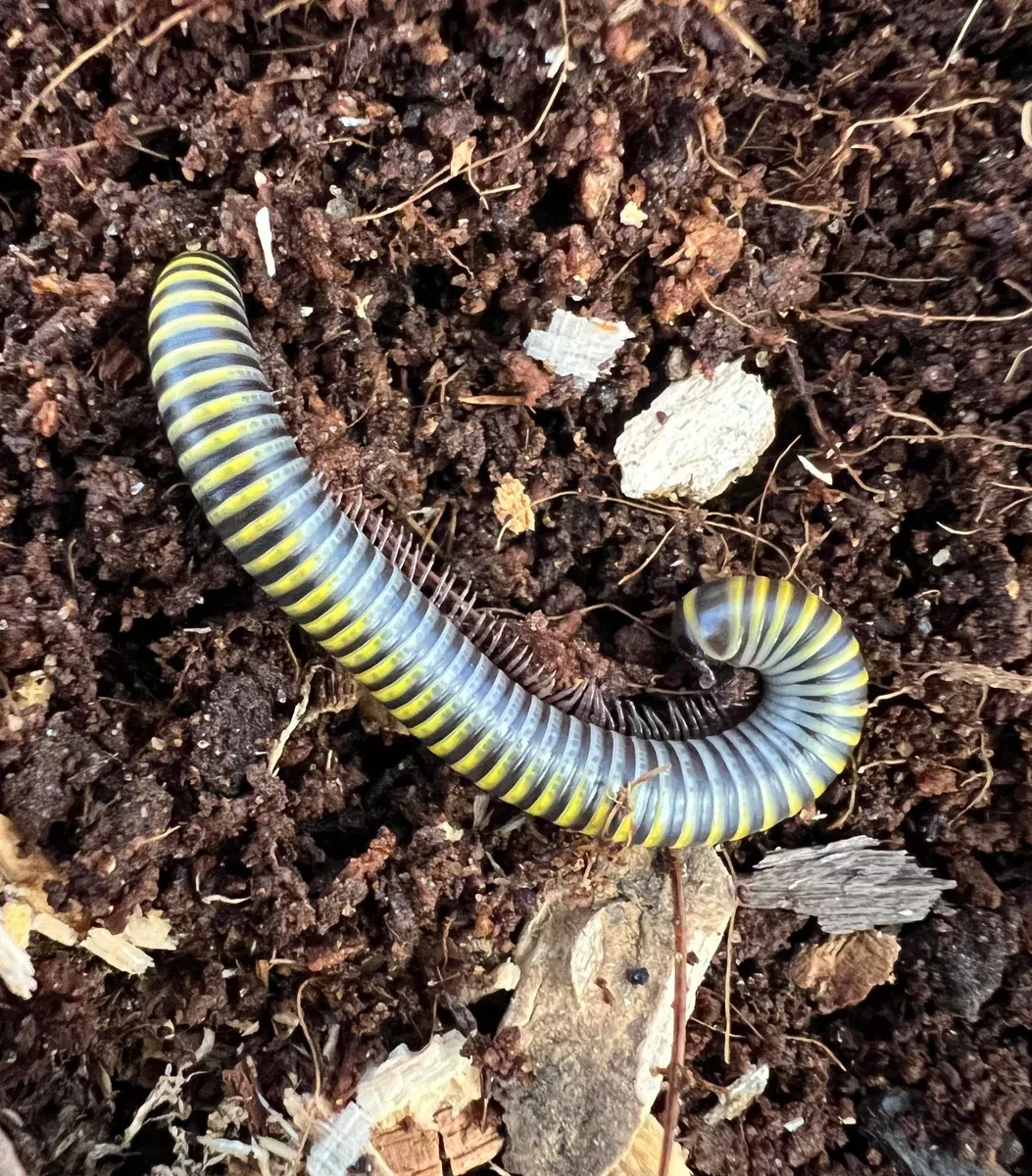 Jamaican Bumblebee Millipede