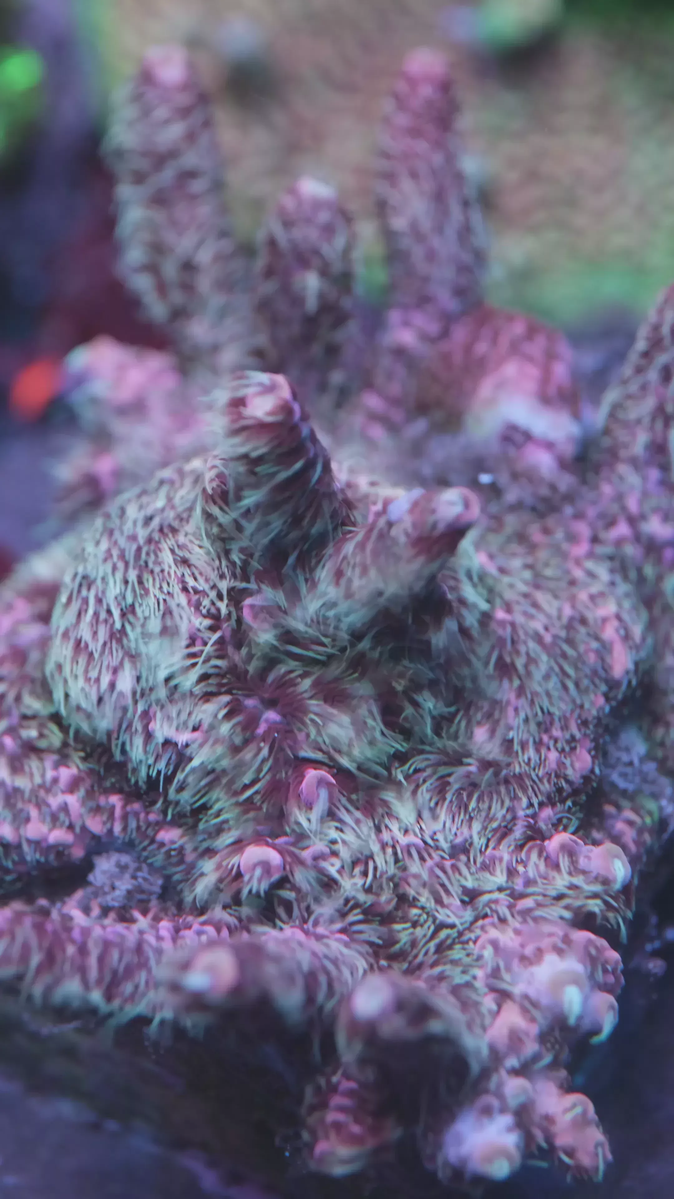 Jello Shot Millepora
