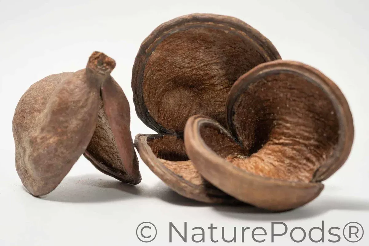 Jungle Pod /Split Nut Pod