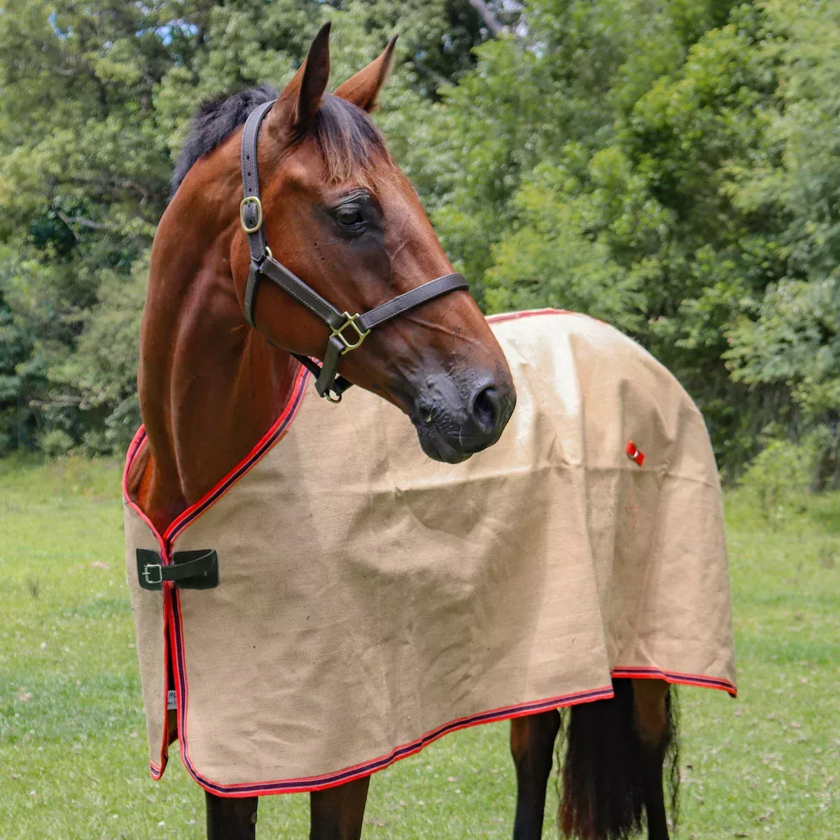 Jute Rug