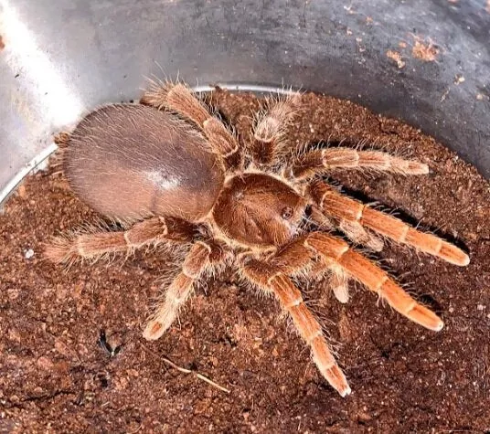 King Baboon Tarantula