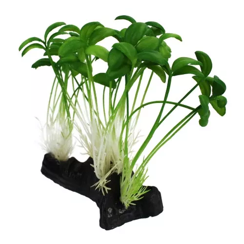 Komodo, Komodo Sprout Plant, 1 Each/One Size