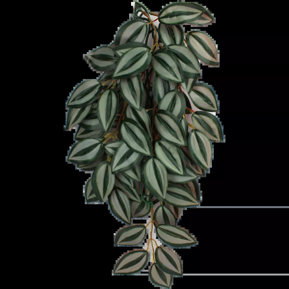 Komodo Zebrina Plant