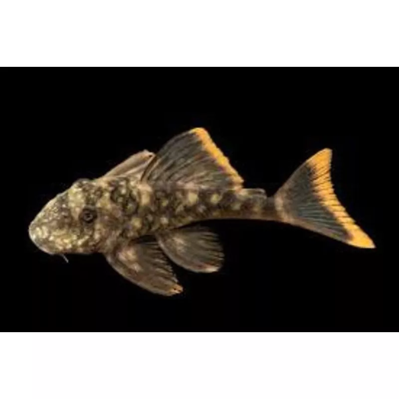 L106 Spotted Orange Seam Pleco