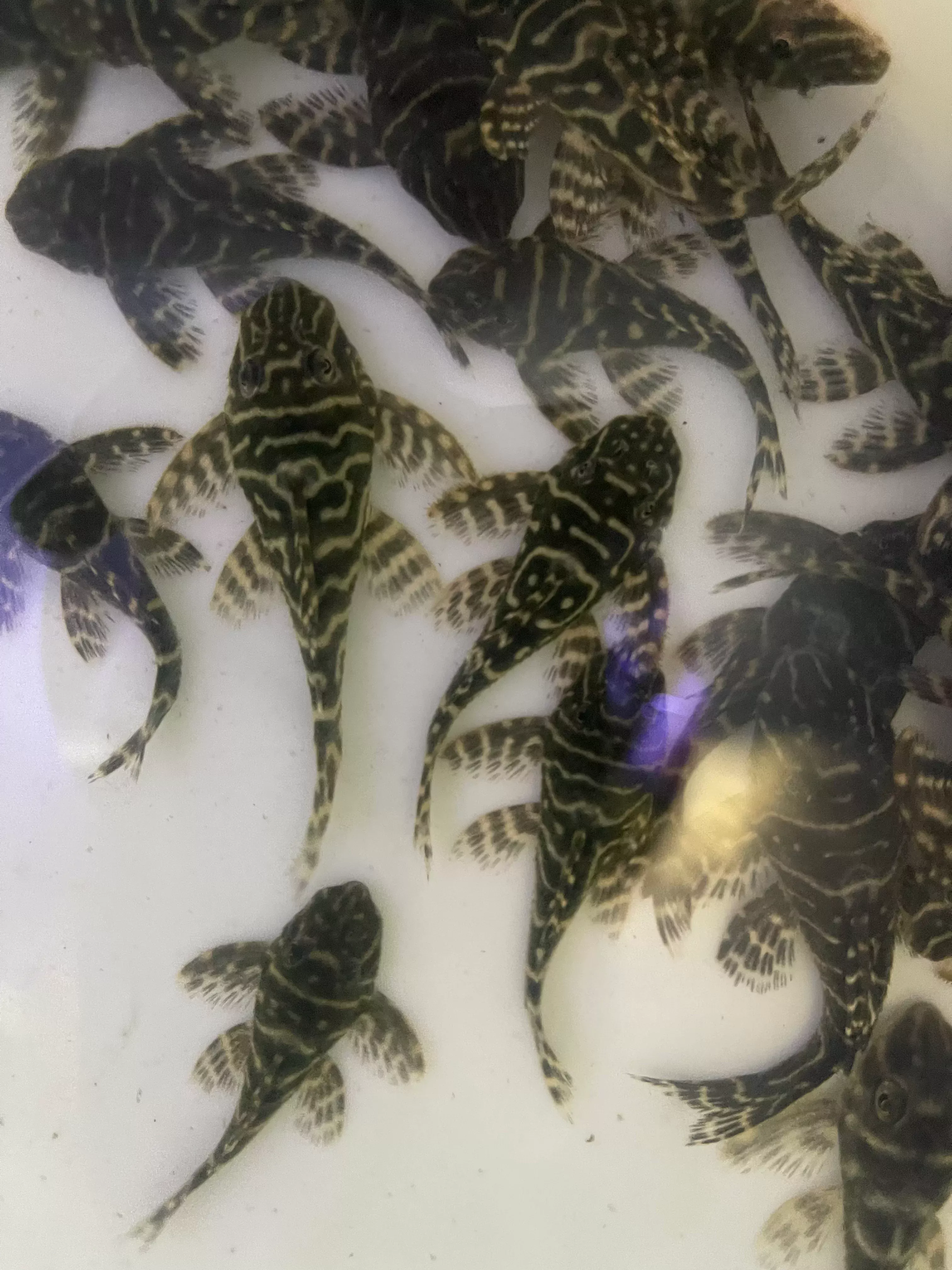 L129 Mega Clown Pleco (HYPANCISTRUS DEBILITTERA)