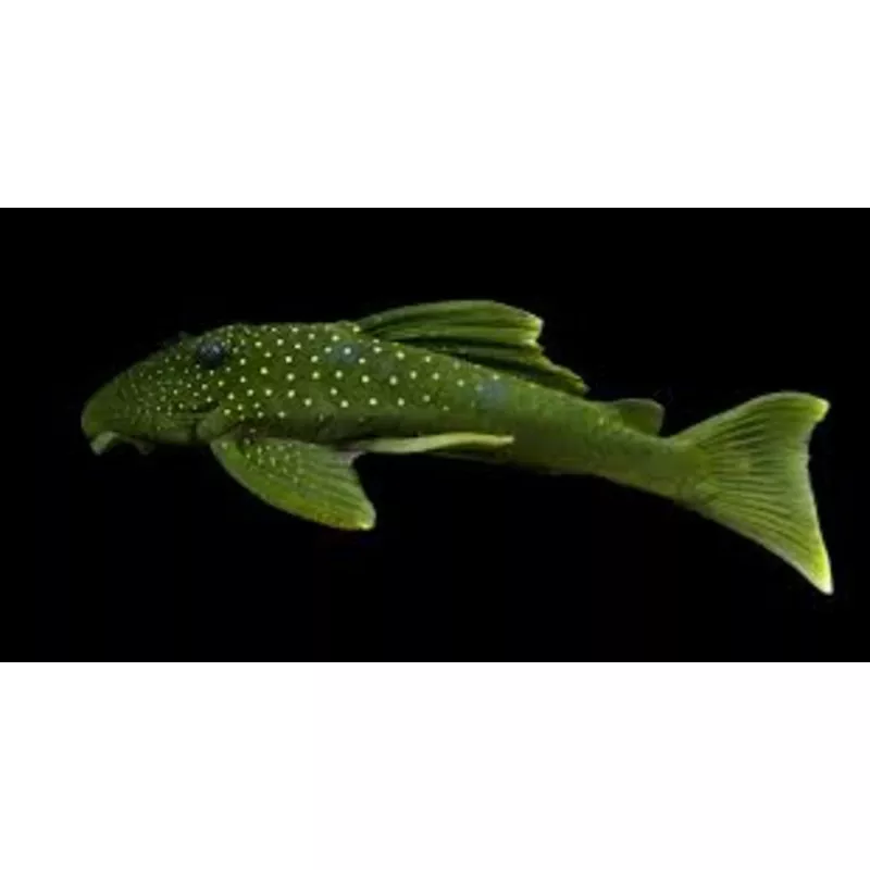 L200 Green Phantom Pleco