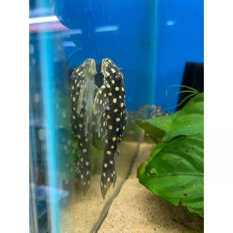 L471 Bigspot Snowball Pleco