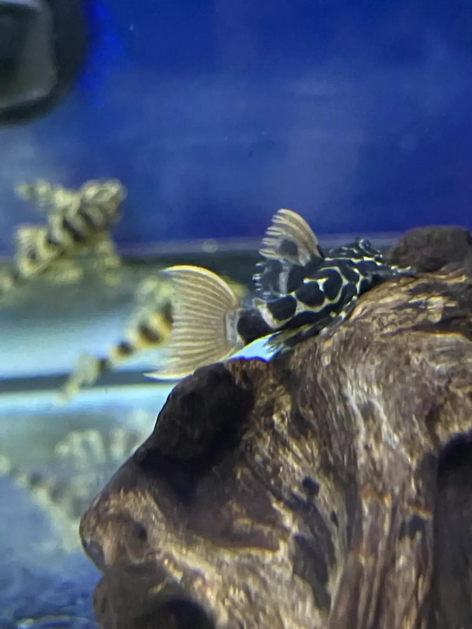 L600 Leopard Cactus Pleco “Pseudacanthicus leopardus”
