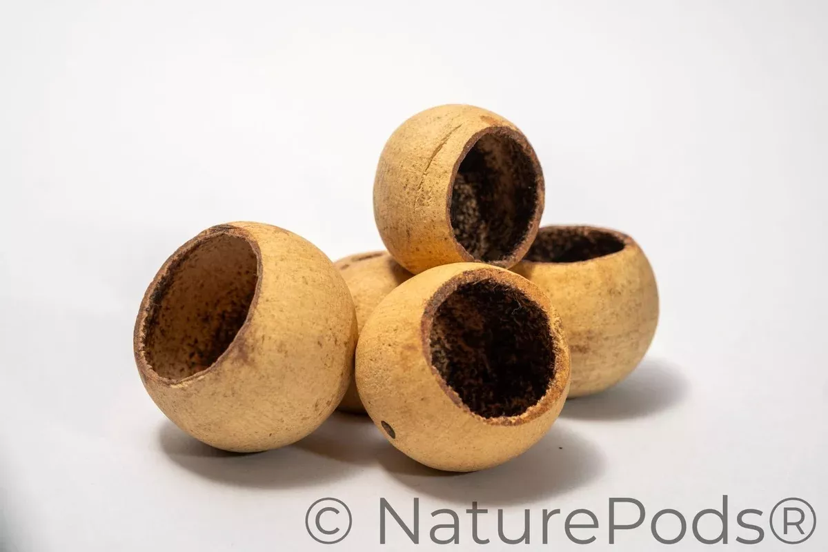 Large Bell Cups
