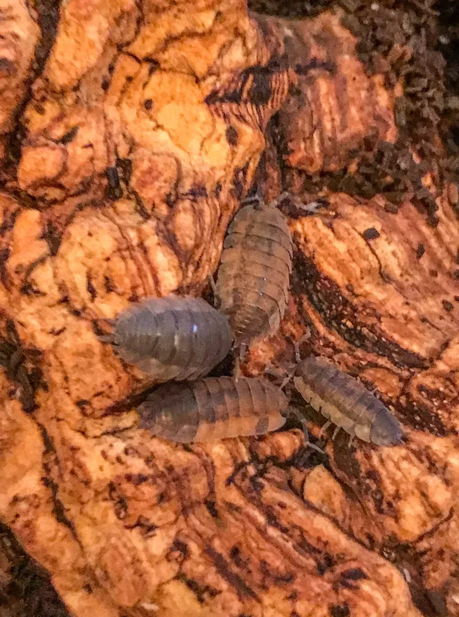 Lava Isopods- 12 Count