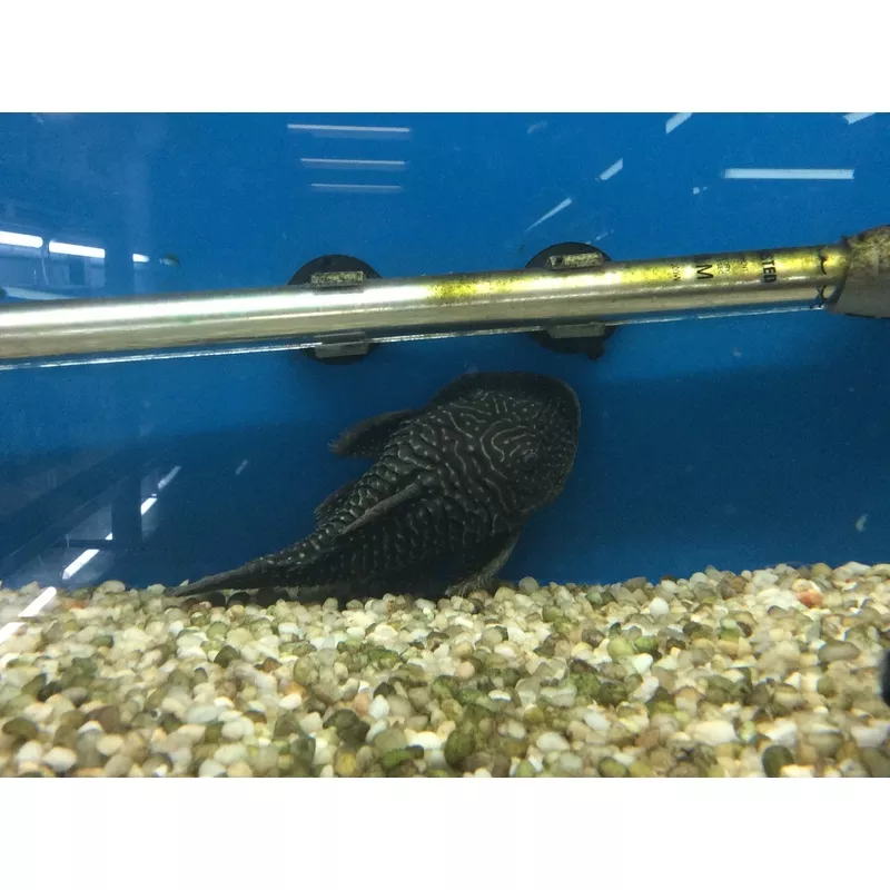 LDA46 Araguaia Chubby Pleco