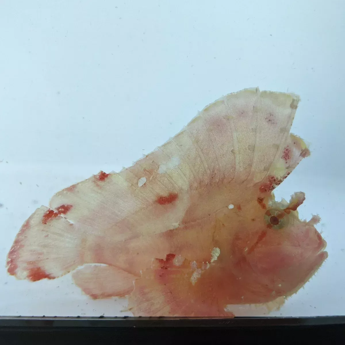 Leaf Scorpionfish – Pink