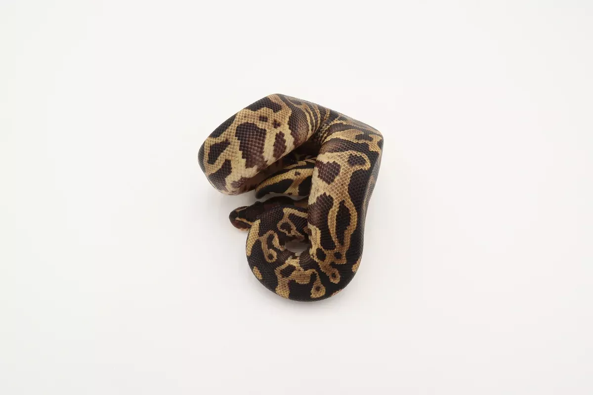 Leopard 50% Het Piebald