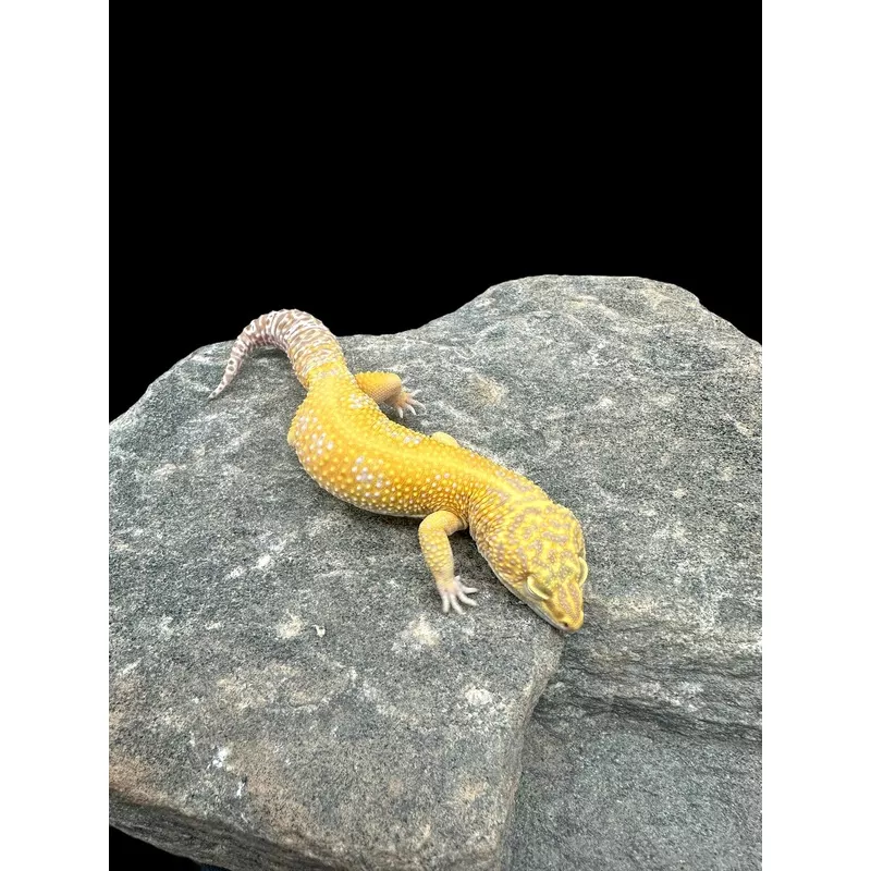 Leopard Gecko (Blood Bell Sunglow)