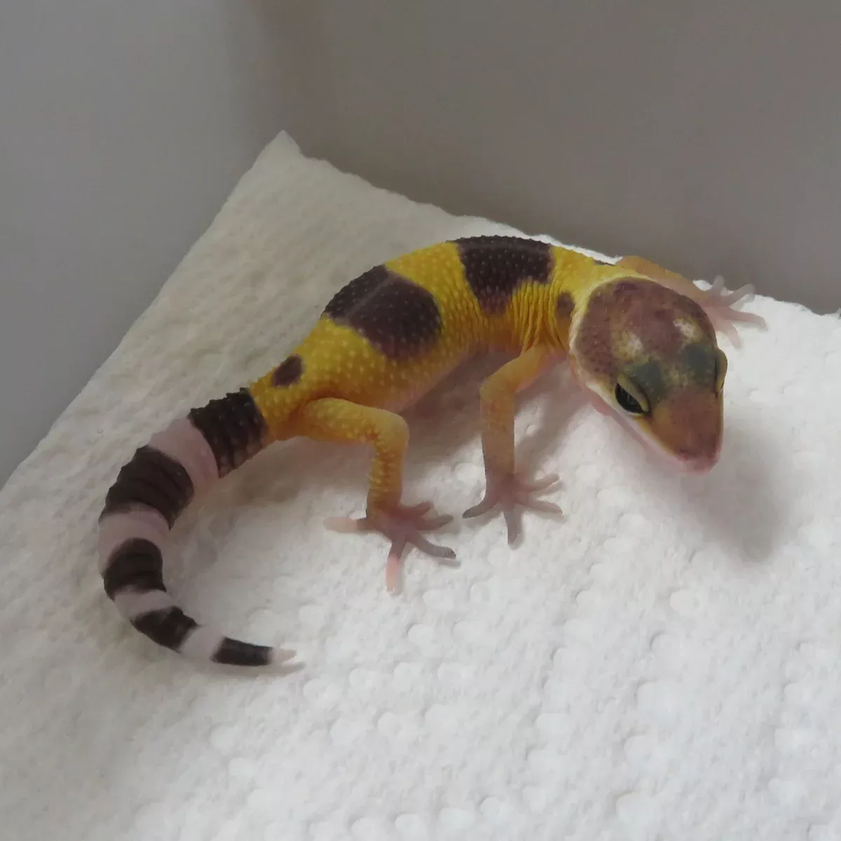Leopard Gecko T1