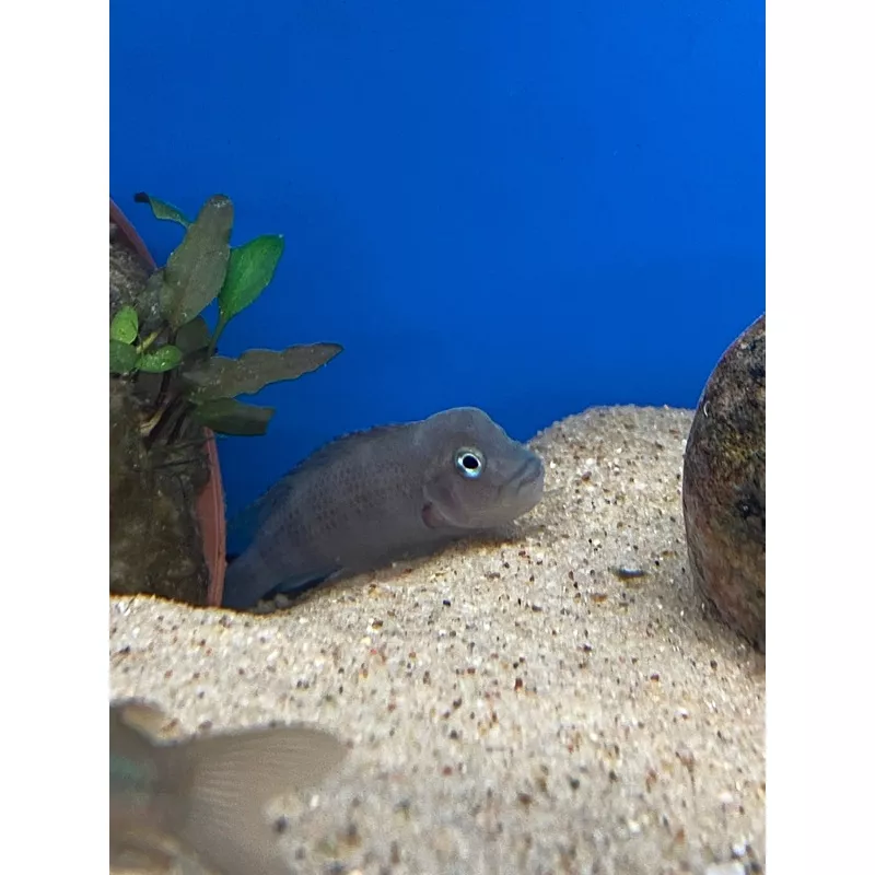 LionHead Cichlid