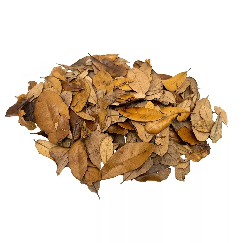 Live Oak Leaf Litter