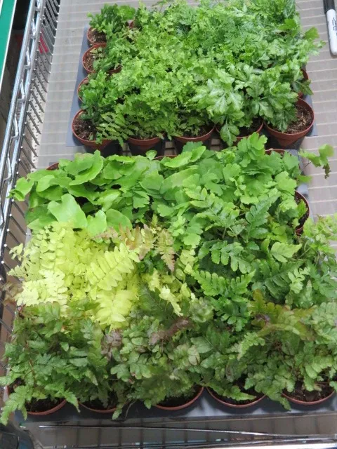 Live Potted Fern