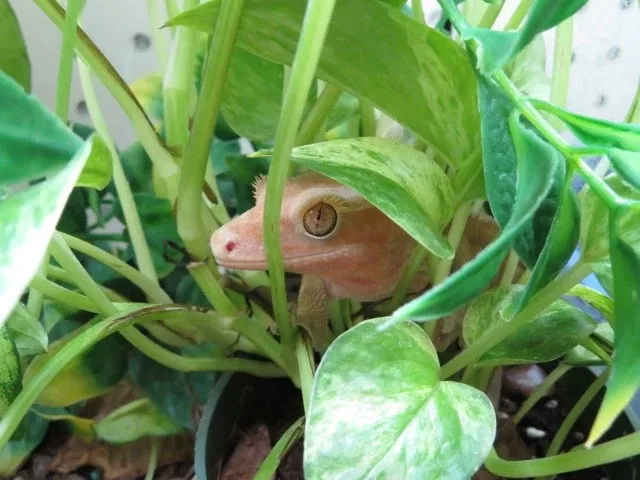 Live Tropical Terrarium Plant