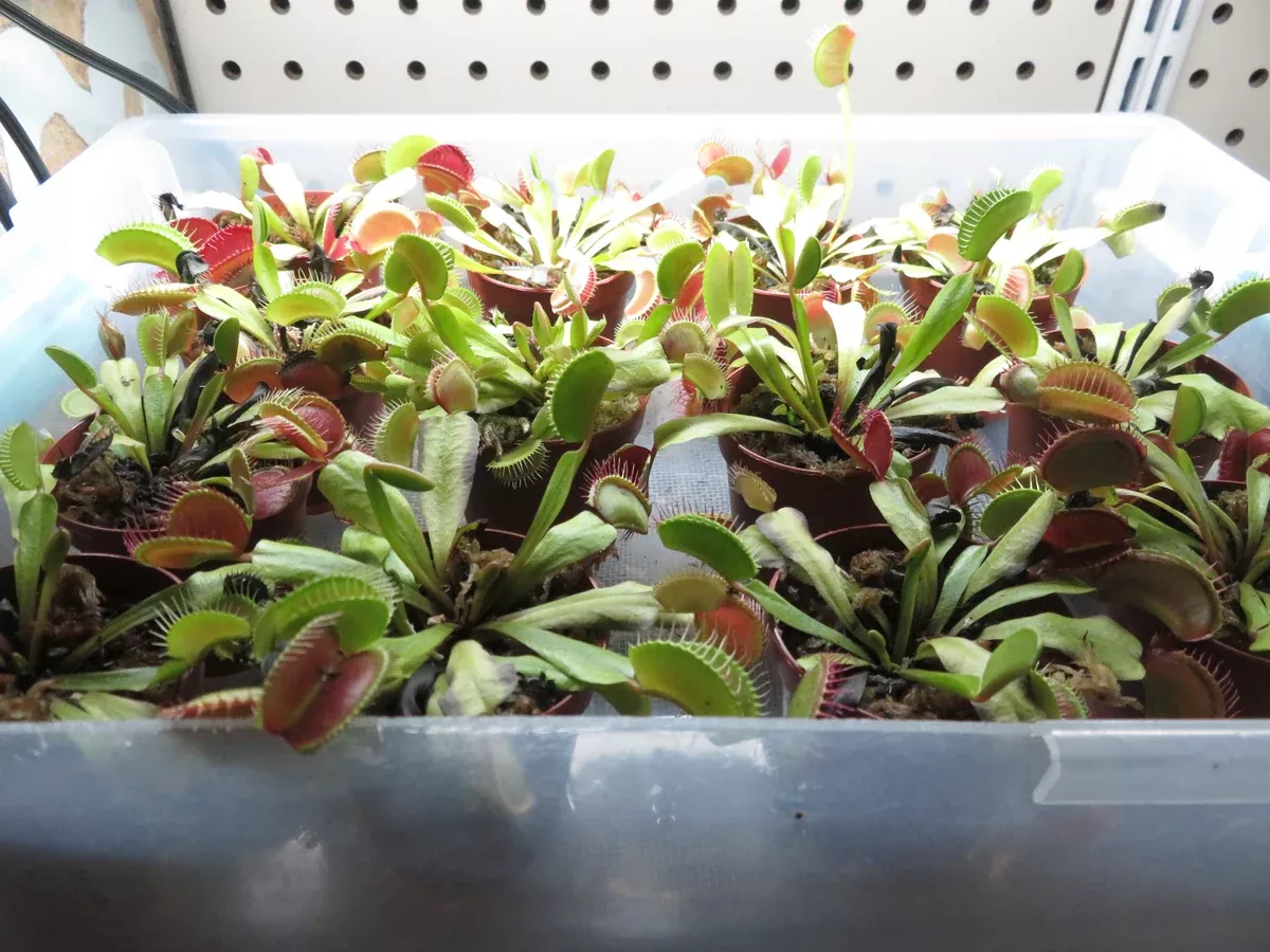 Live Venus Fly Traps (red traps)