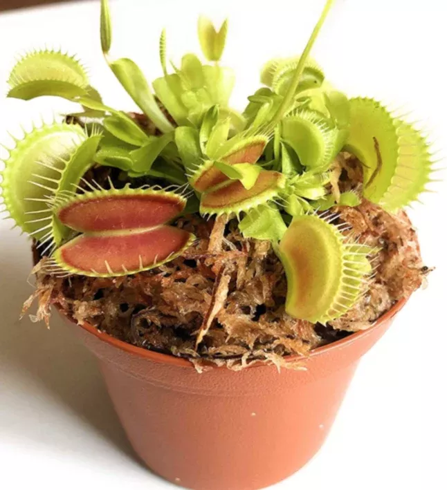 Live Venus Fly Traps