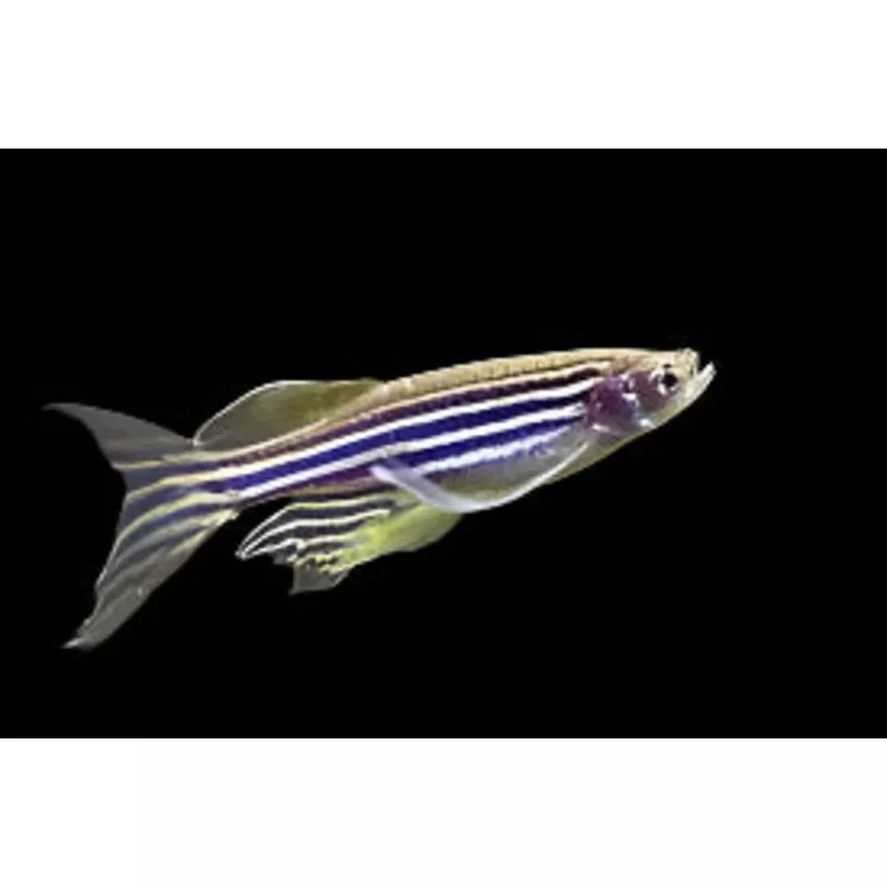 Longfin Zebra Danio