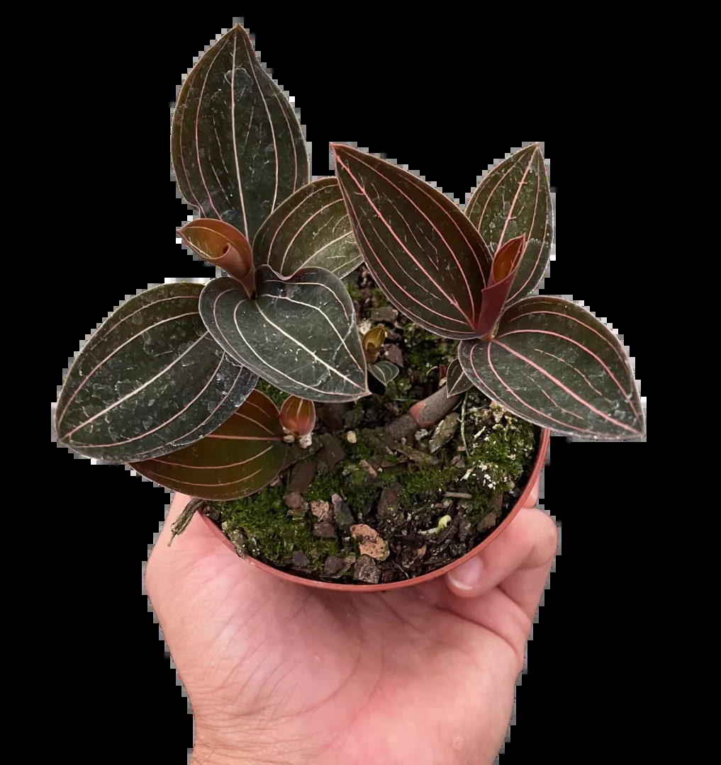 Ludisia Discolor