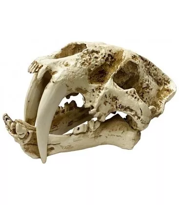 LUG SABER TOOTH SKULL SM