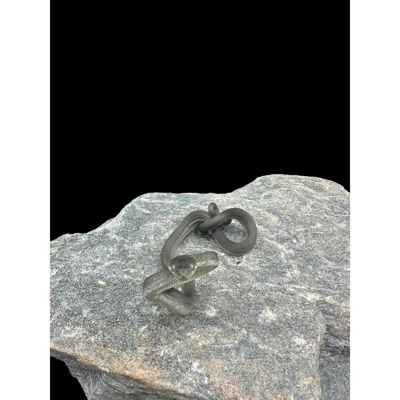 Macklot’s Python
