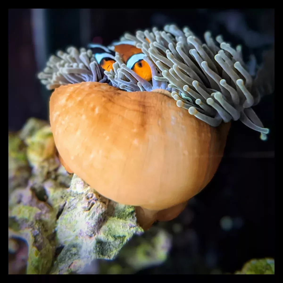 Magnificent Anemone – Orange Column Green Tips Aquacultured