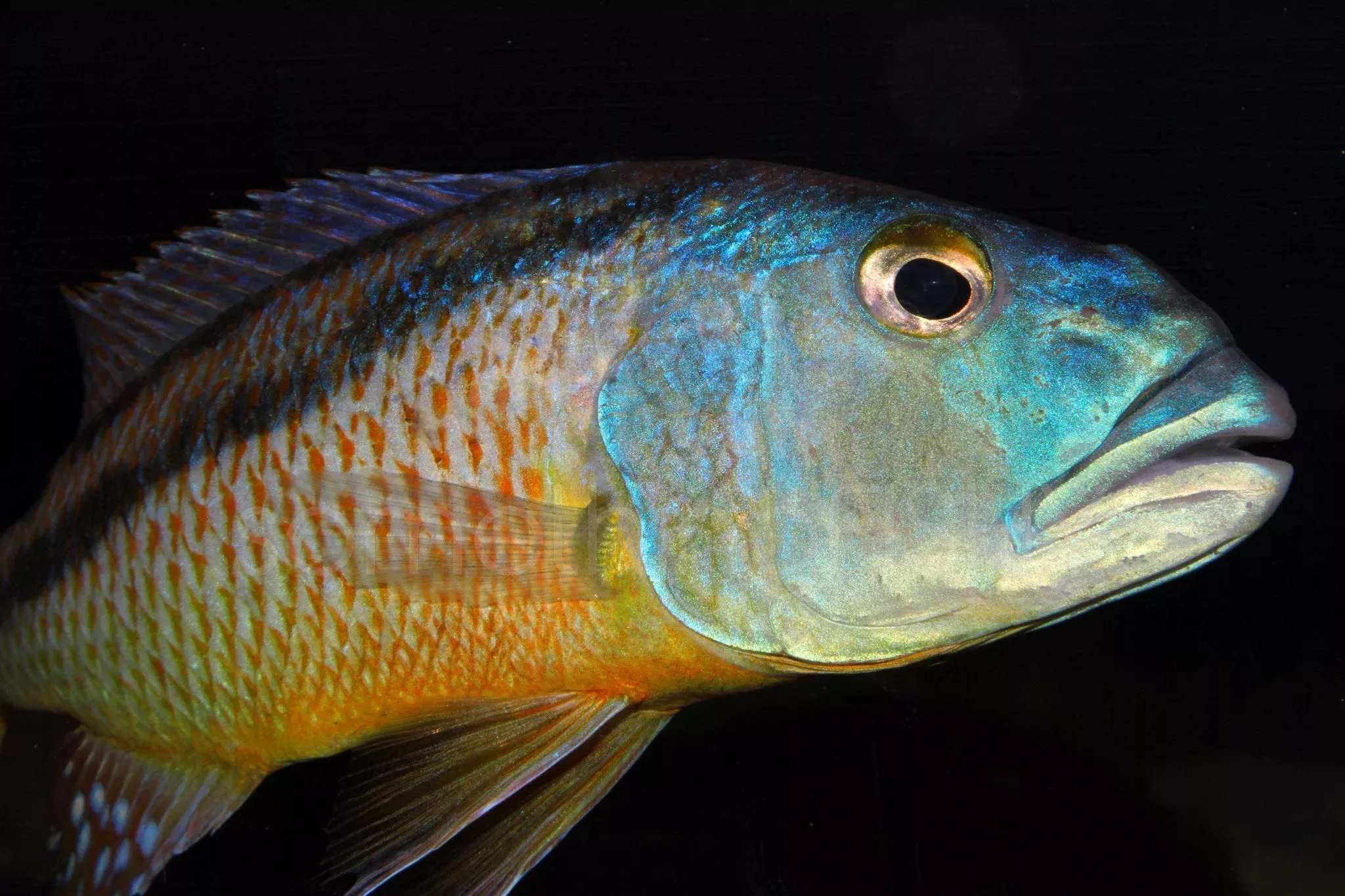 Malawi Hawk Cichlid