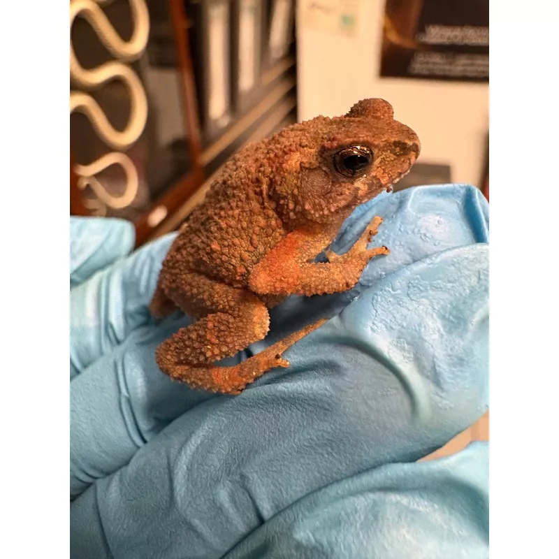 Malayan Dwarf Toad (Ingerophrynus parvus)
