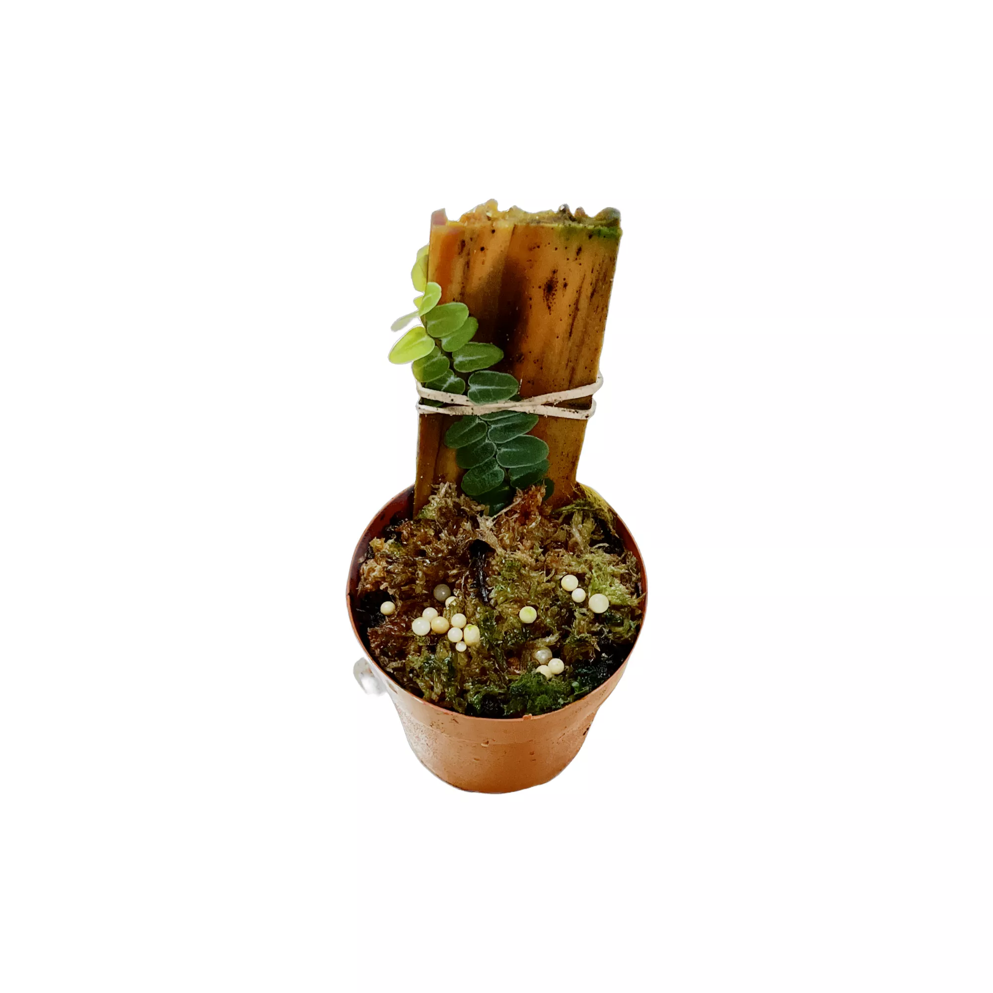Marcgravia Sp.