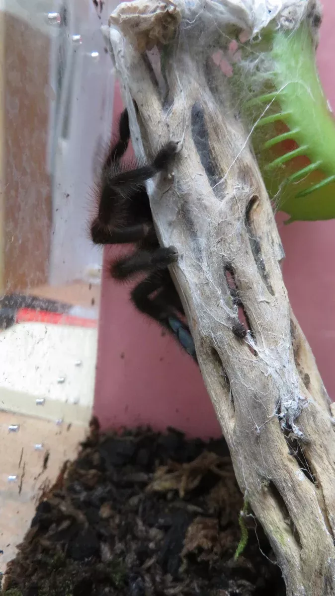 Martinique Pink Toe Tarantula
