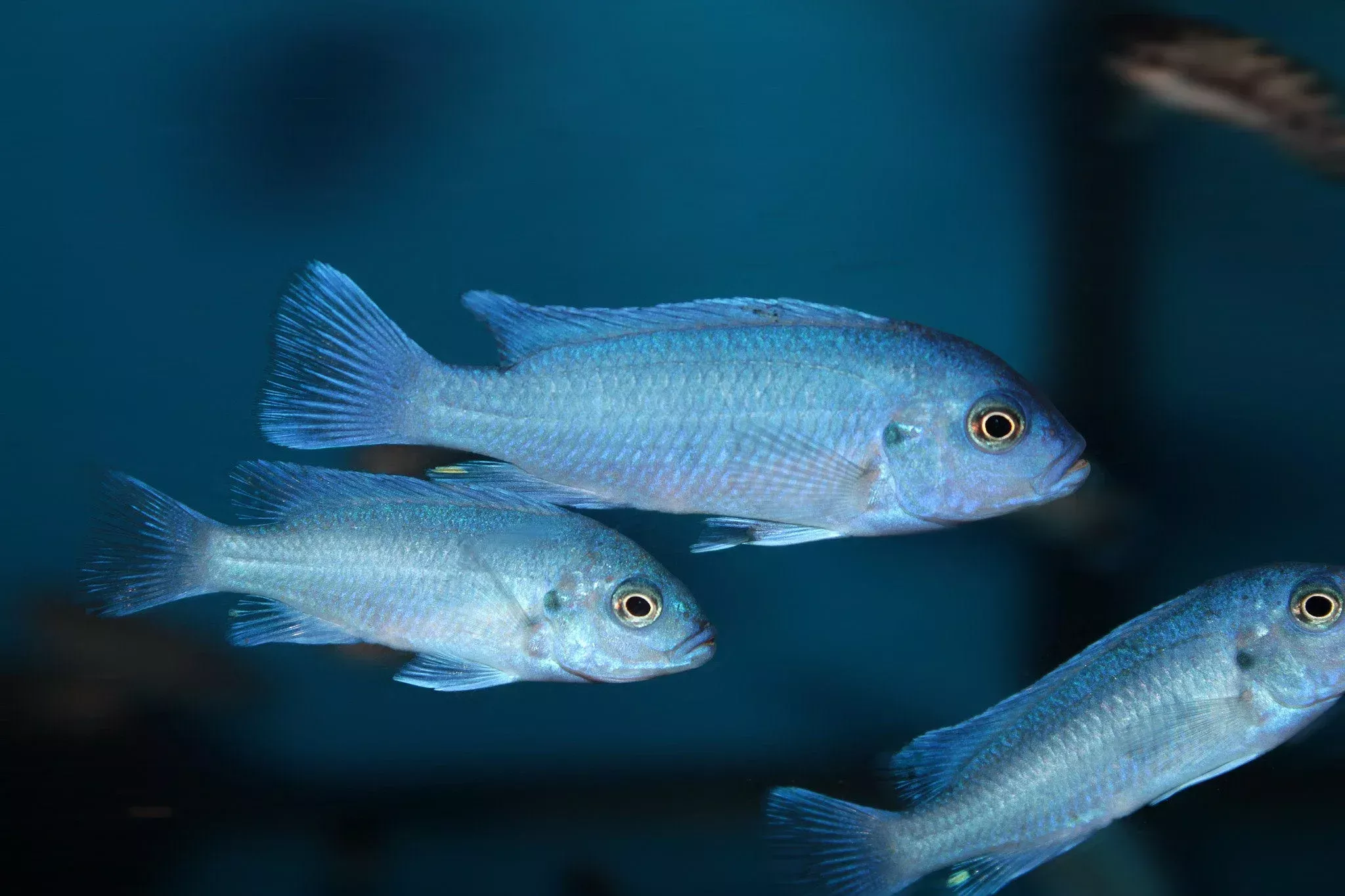 Maylandia Callainos Cobalt Cichlid