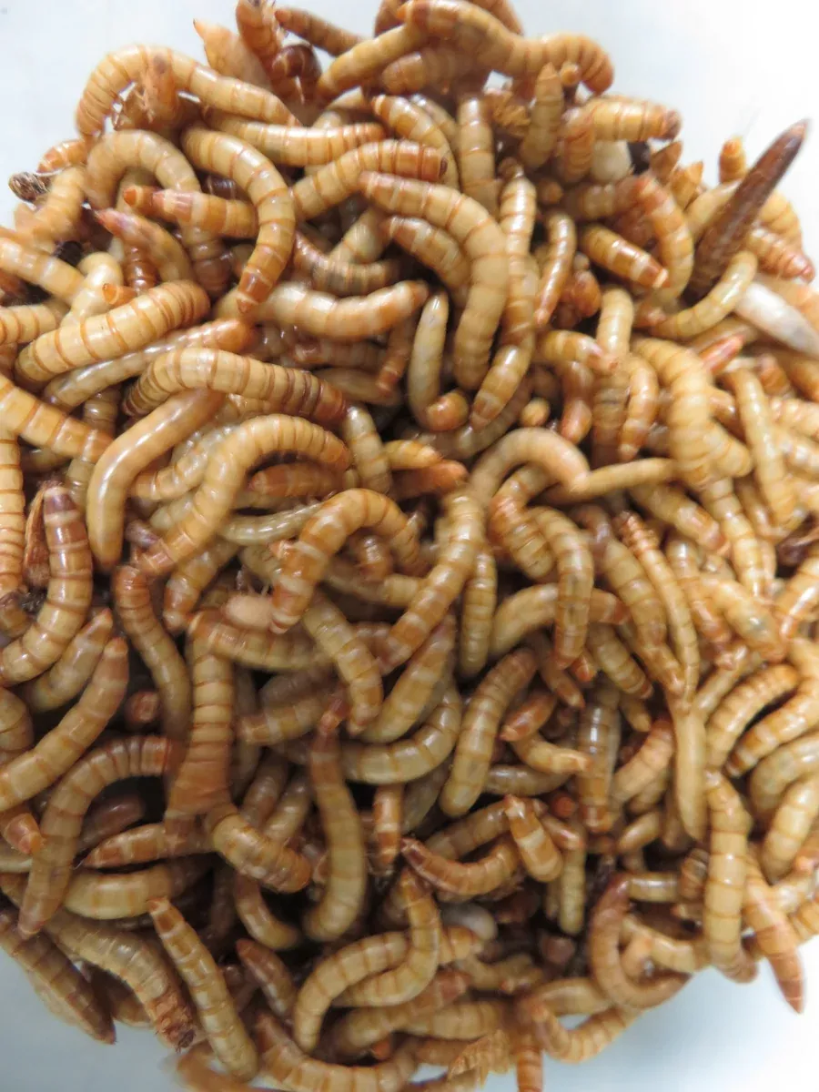 Meal Worms