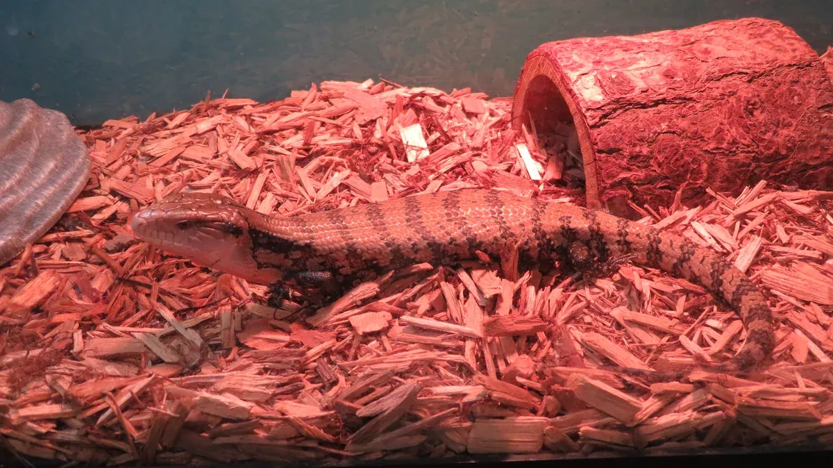Merauke Blue Tongue Skink