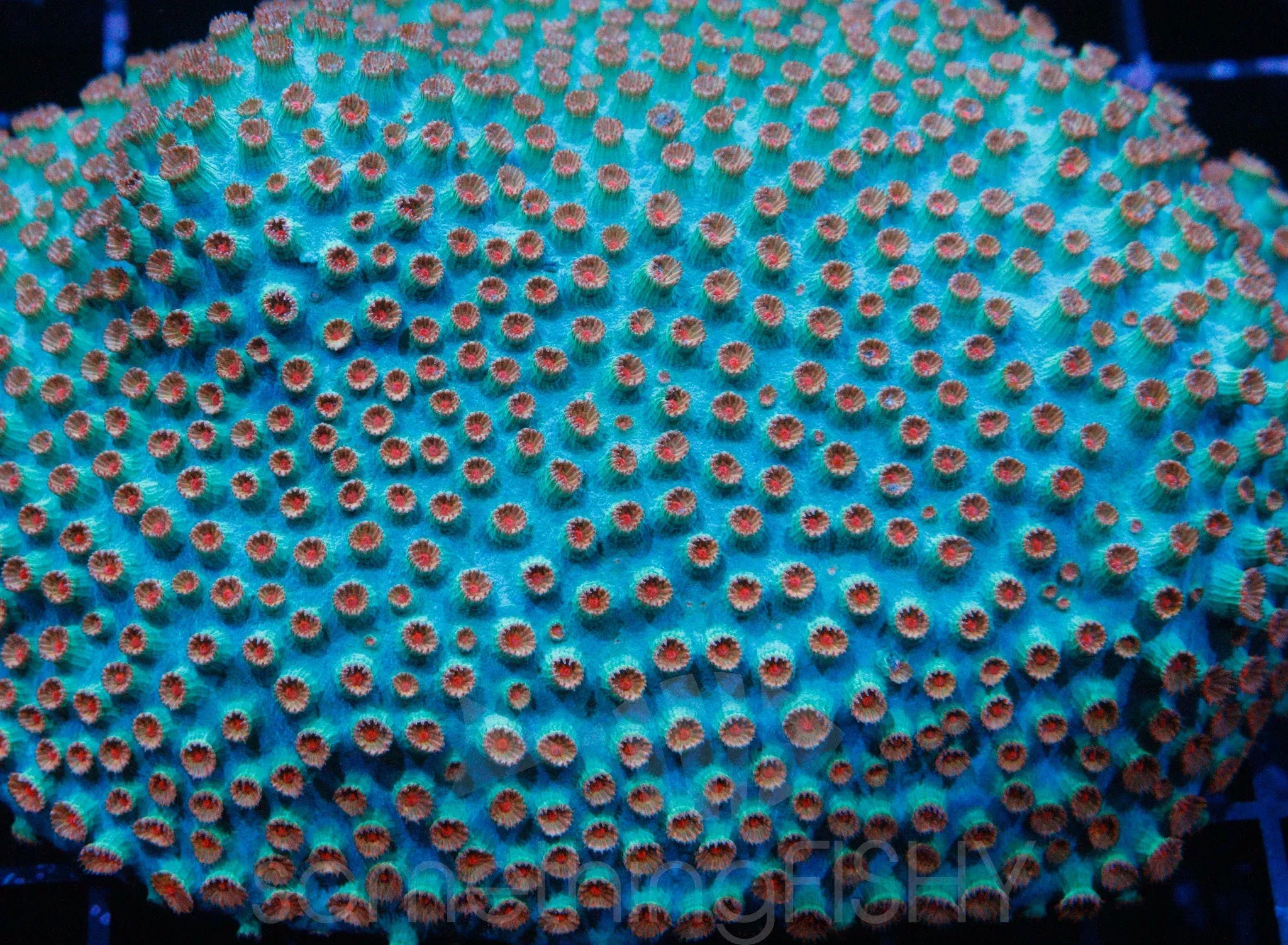 Meteor Shower Cyphastrea